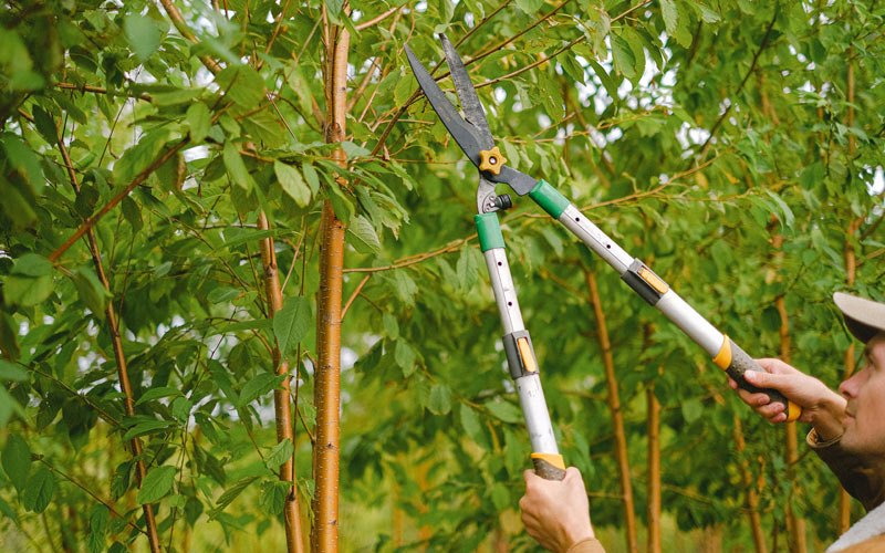 Tree trimming in Ogden, UT